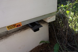 The Beetltra trap being removed from the side of the hive. 